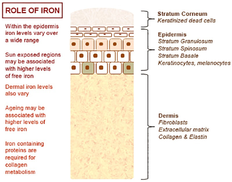 Iron Imbalances and the Critical Impact It has on Your Skin