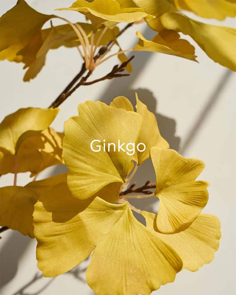 Women have used Ginkgo for centuries in Asia as an exfoliant to unclog pores and protect skin from environmental stressors. Derived from one of the most ancient trees in the world, Gingko extract contains quercetin and kaempferol, flavonoids that are shown to help fight free radicals and reduce the appearance of fine lines and wrinkles.  Sold at Juniper Skincare Edina, Minnesota.