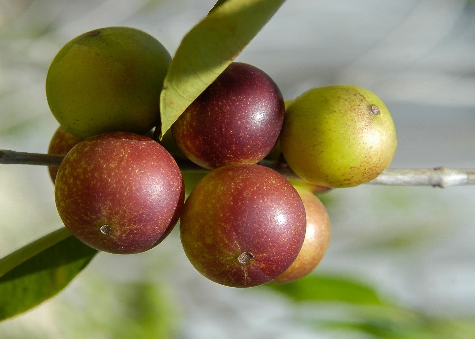 With 60x more vitamin C per serving than an orange, camu camu also fights pigmentation, and its flavonoids help defend against UV rays that cause wrinkles and reddish skin tints. A natural pollution and pollen shield, camu camu is an excellent defense against dry, itchy skin.